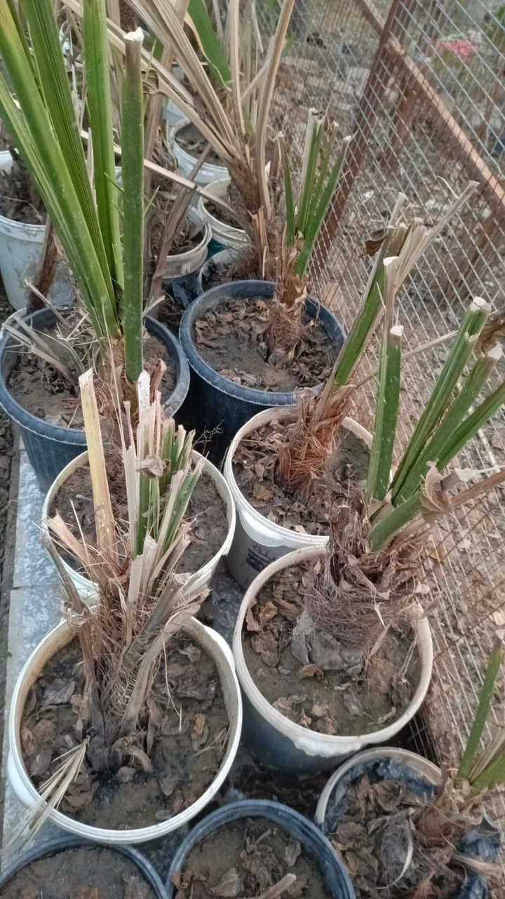 بسم الله الرحمن الرحيم 
تخيضات تخفيضات  تخفيضات 
مع وصل ضمان اتعهد بلصنف والنوعيه حتى الاثمار 
بغضن بيكم اهل الجشع والتريدون تكطعون برزقي.
اليوم جوه السوك مع الضمان 
برحي حر مجذر شهرين ونص يجهز على السادس 100 الف فقط 
مجهول مجذر صارله شهرين ونص يجهز على السادس 100الف فقط 
بريم مجذر صارله شهرين ونص يجهز على السادس 36الف فقط 
بريم قلع 32الف فقط ماكو وحدة من 10فسائل 
شويثي احمر مجذر صارله شهرين ونص يجهز على السادس 36الف فقط 
مكتوم مجذر صارله شهرين ونص يجهز على السادس 40الف فقط 
جبجاب كربلاء مجذر صارله شهرين ونص يجهز على السادس 75الف فقط 
صكعي مجذر وجاهز 80الف فقط 
خلاص مجذر وجاهز 80الف فقط 
للحجز مشتل الزهراء في ميسان العماره بستان دور النفط شارع مقبره الصابئه قرب جملونات بيت العنتاكي للدواشك والحصران داخل الفرع 
***********
***********
ملاحظه تحجز ترسل المبلغ تجيك رسله بلمبايل بلمبلغ مع العدد والصنف والمبلغ المدفوع مع وصل ضمان اتعهد بلصنف والنوعيه ومبلغ المال الواصل
