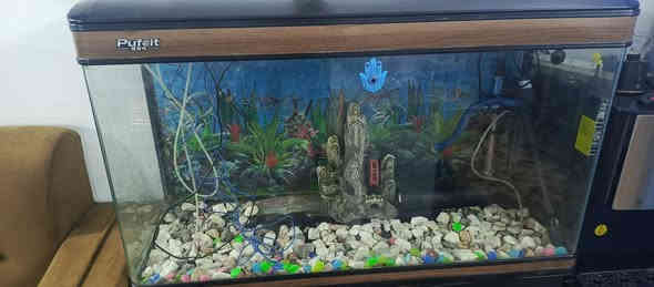 حوض أسماك للبيع كامل مع غراضة
السعر 300الف الاتصال واتساب ***********
