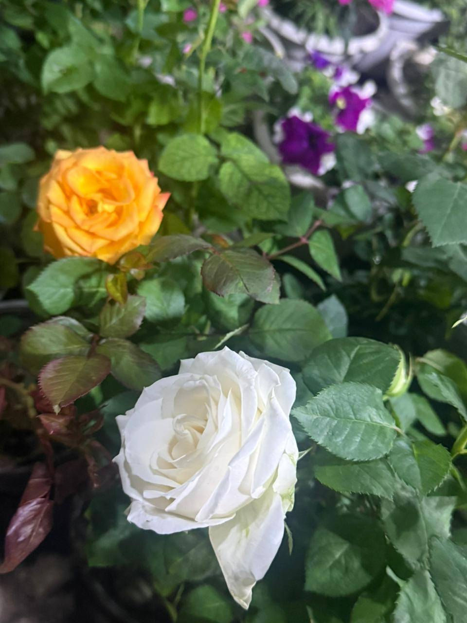 ورد جوري قديفه الوان جميلة


**إذا كنت صاحب هذا الإعلان وتريد حذفه لأي سبب، رجاءا أرسل رسالة إلى الدعم الفني**