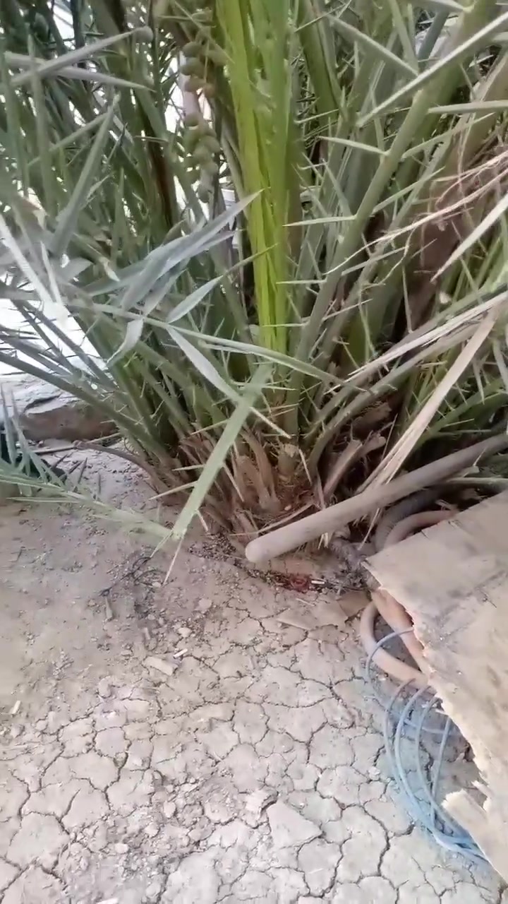 افراخ نخل للبيع بريم وستعمران تقريب 10 افراخ


**إذا كنت صاحب هذا الإعلان وتريد حذفه لأي سبب، رجاءا أرسل رسالة إلى الدعم الفني**