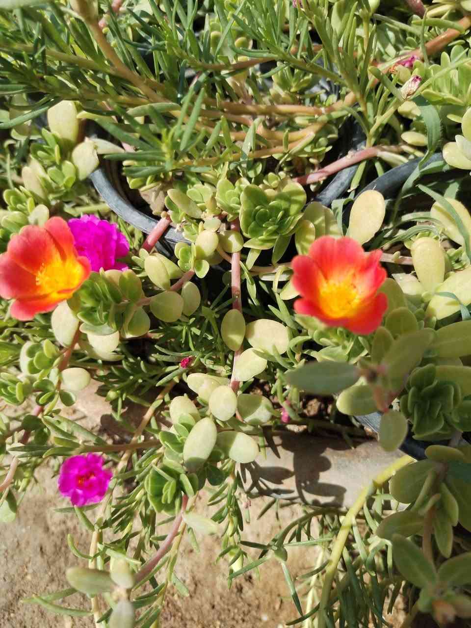متاح لدينا شتلات نبات ورد البربين الوان لطلب والحجز واتساب ***********
السماوه أو مراسلة الصفحه يوجد خدمة توصيل طلبات داخل السماوه ولكافة المحافظات لباب البيت أنواع البذور الاستوائية النادره
