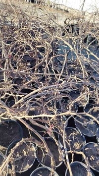 عنب حلواني أمريكي • ارتفاع ٢م • مكفول