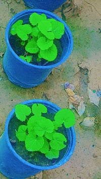 ورد طبيعي • توصيل