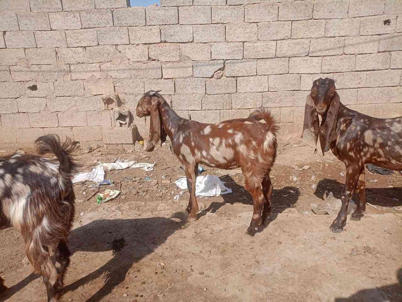 3 صخول نمريات درجة اولى فحل وصخلتين للبيع  الشراي يتصل ***********
