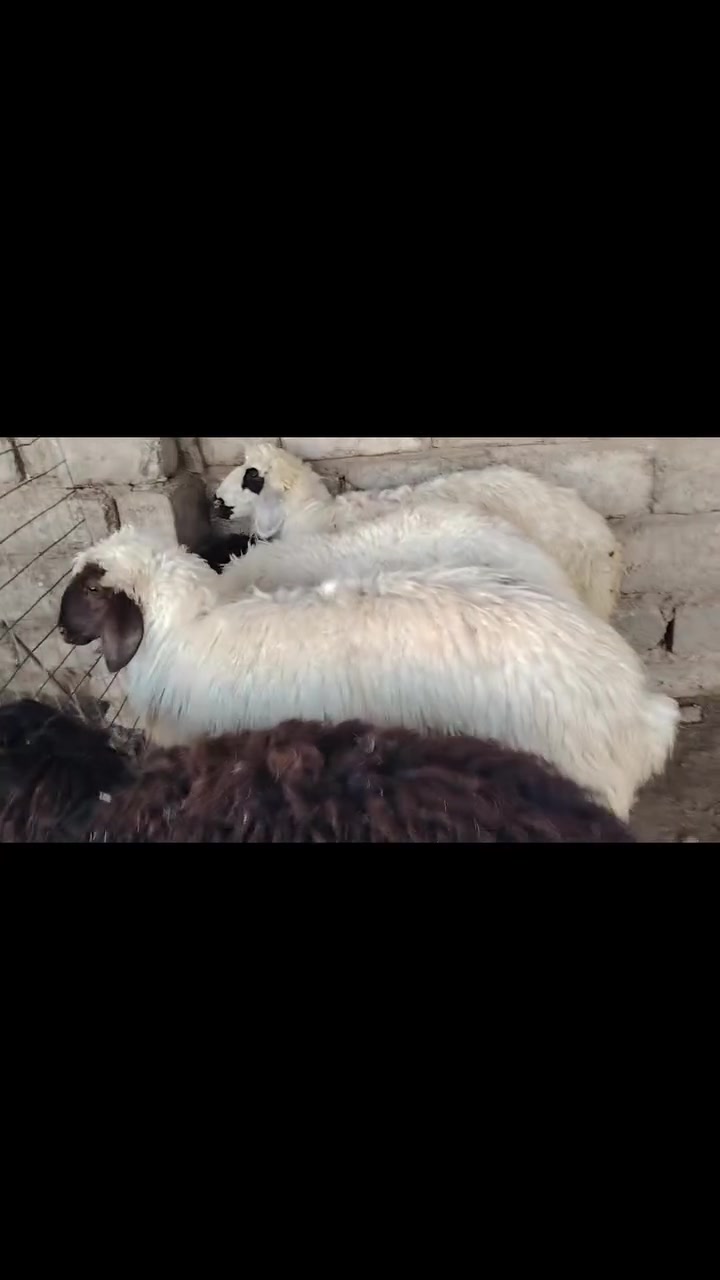 السلام عليكم.. بسم الله ما شاء الله.. دجات عدد 4 ناصحات من كل عيب.. حال فول ما شاء الله مال جناي.. خشنات  يرهمن ذبح يرهمن جنيه.. الشرقاط.. الخضرانيه.. للاستفسار الاتصال على الارقام
***********
***********
