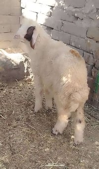 طليه نثيه • سمينه • قضاء الفهود