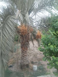 أبو الخصيب السيبيليات • بستان طابو صرف • ٢٥٠٠م