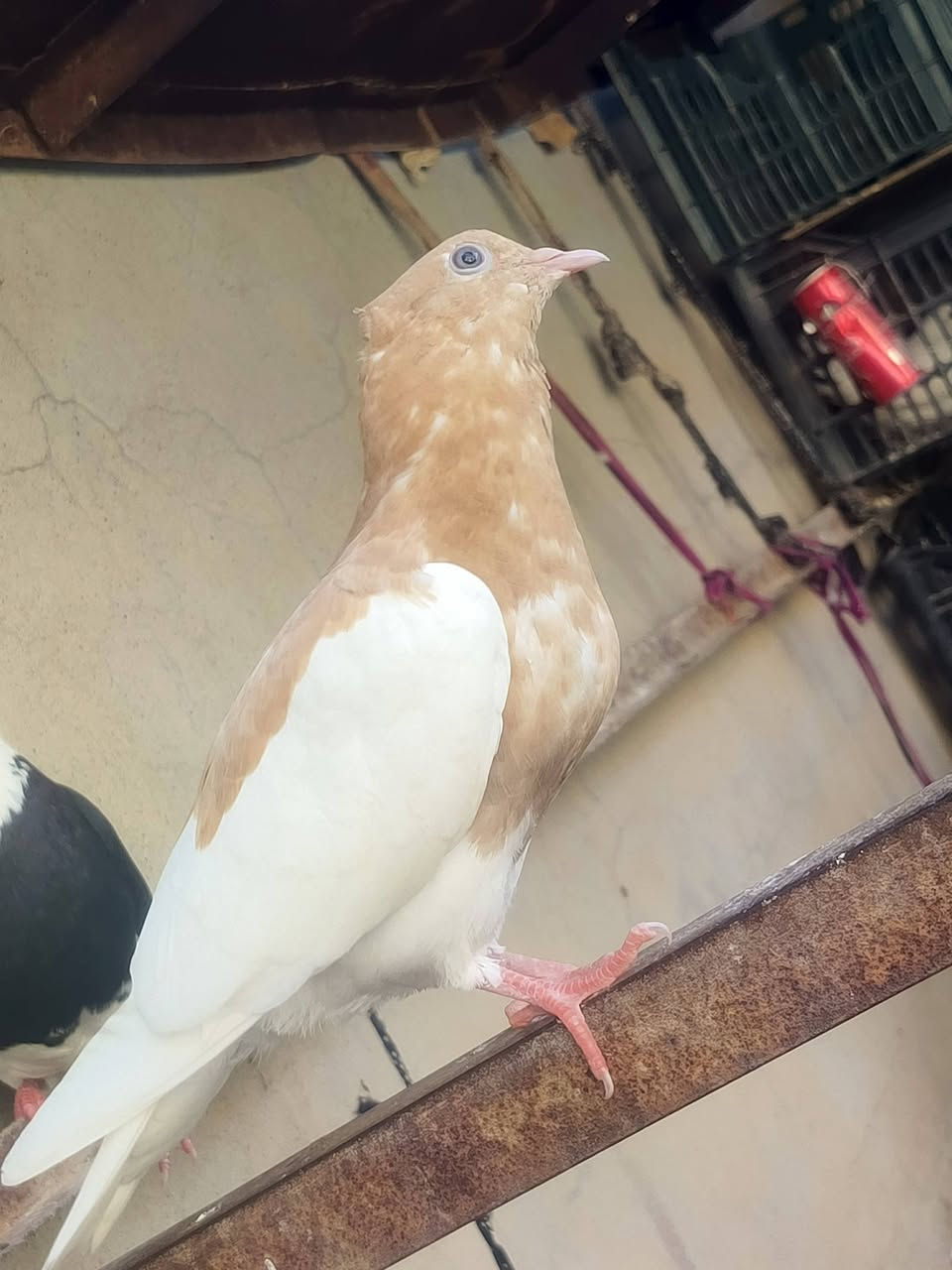 السلام وعليكم متاح ايراني وكحلي


**إذا كنت صاحب هذا الإعلان وتريد حذفه لأي سبب، رجاءا أرسل رسالة إلى الدعم الفني**