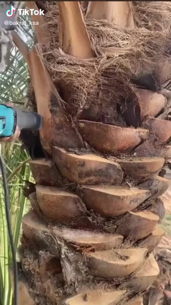 تكريب جميع نخيل في قضاء الفهود وتنضيف رقم *********** تعلق انه دخلك
