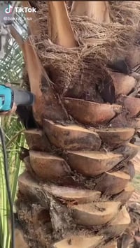 تكريب نخيل • تنظيف نخيل • قضاء الفهود