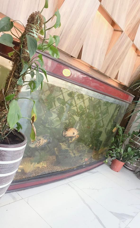 حوض اسماك للبيع 

طول  : 2 متر
عرض : 0.5 متر
ارتفاع : 1 متر

السعر : مليون 

للاستفسار  الاتصال: 
***********
