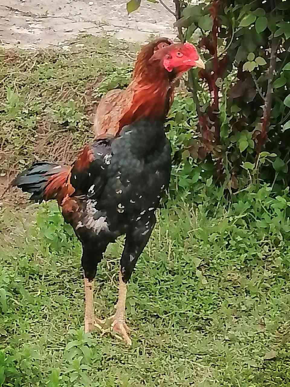 دجاجات هندي رقم واحد السعر اذا ثنينهم 50 
وذا وحدة 30🔒
ملاحظة الديك مو للبيع فقط دجاجتين هندي
مكاني النمرود قرية الجرف


**إذا كنت صاحب هذا الإعلان وتريد حذفه لأي سبب، رجاءا أرسل رسالة إلى الدعم الفني**