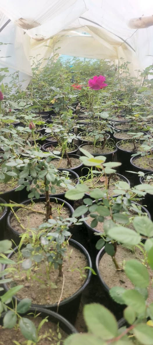 يا الله 🌹
يتوفر  ورد الجوري السلطاني العطري
من أطيب وأجمل أنواع الورد، عطره قوي وشكله يفتح النفس.
كميات خير من الله
والأسعارمناسبة ان شاءالله للجميع إن شاء الله.
📍 العنوان:
مشتل العذاري – شارع زوبع – الصوب الصغير
📞 للحجز والاستفسار:
***********
يتوفر توصيل داخل غماس 
أهلاً وسهلاً بالجميع 🌿
