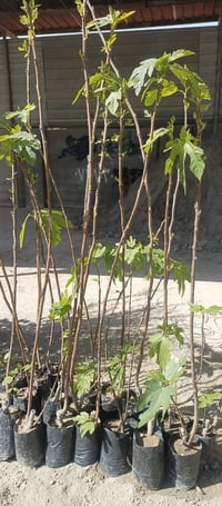 تين بني مسلم • ٢ متر ونص • ٢ متر