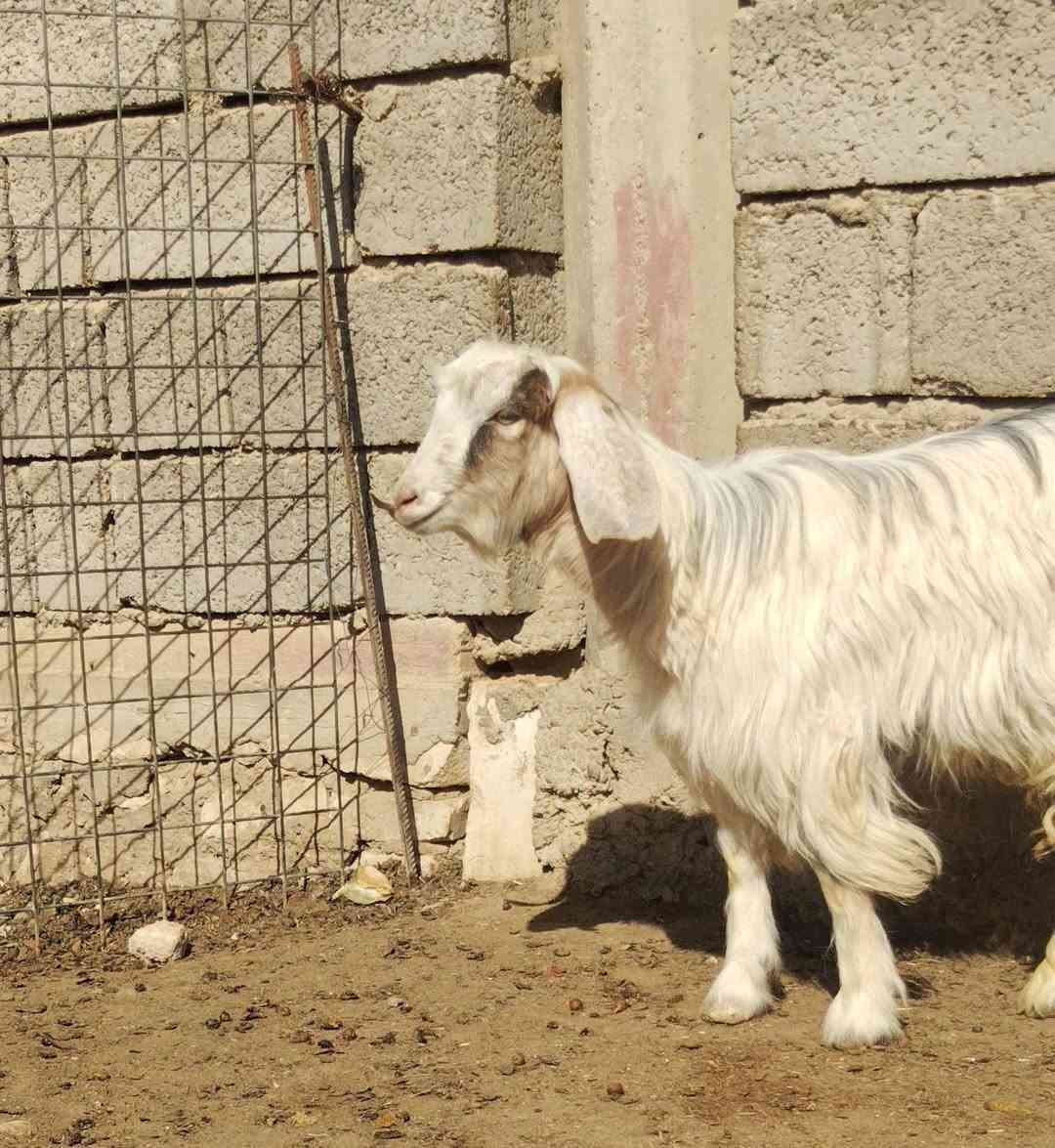 اخون جدي  شكره حلو و خشن مال جنيه او ذبح كلشي ترهم
ذبيحه درجه اولى
 سعره بلاش ١٤٠فقط شرط ناصح رقمي و

المكان حديثه ويوجد توصيل لجميع حسب الاتفاق ***********بي واتساب
