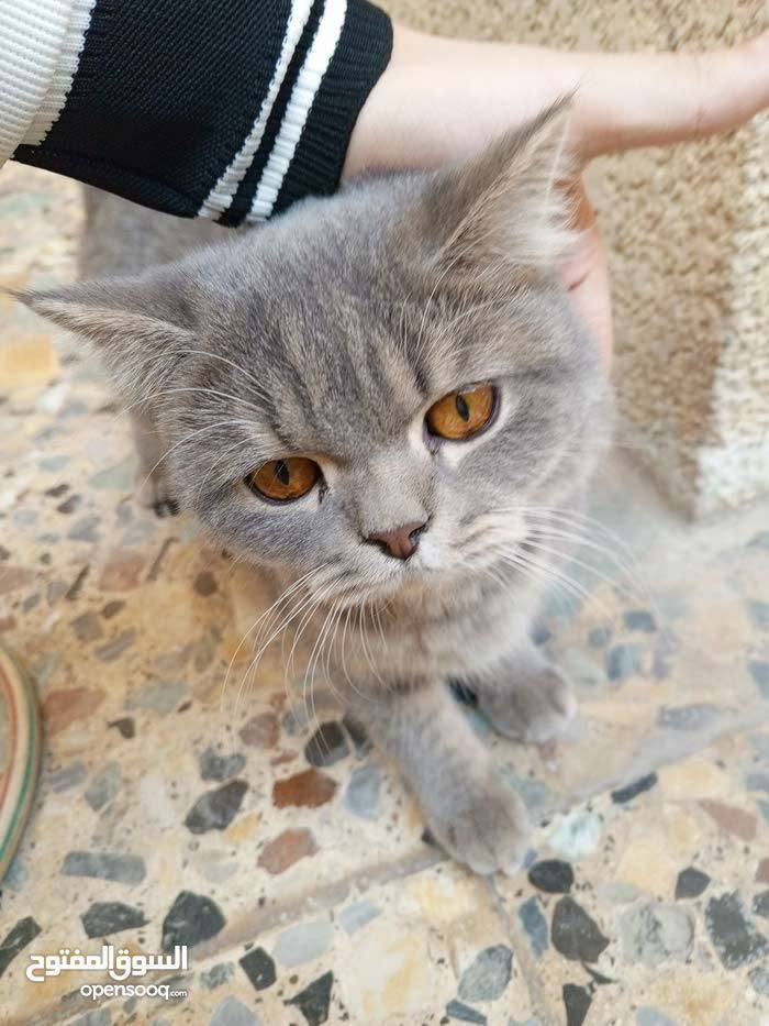 السلام عليكم من رخصة الادمن
عندي سكوتش فولد فحل 

عمره 8 اشهر 

اليف جدا وملقح 

رايده ب35 الف


**إذا كنت صاحب هذا الإعلان وتريد حذفه لأي سبب، رجاءا أرسل رسالة إلى الدعم الفني**