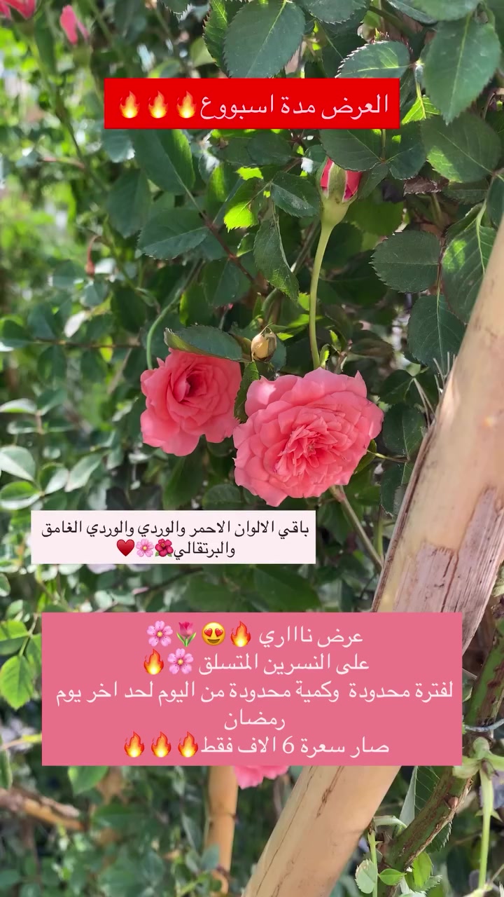 عرررض لفترة محدودة وكمية جداا محدودة 🔥🔥🔥


**إذا كنت صاحب هذا الإعلان وتريد حذفه لأي سبب، رجاءا أرسل رسالة إلى الدعم الفني**