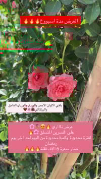 عرض محدود • كمية محدودة