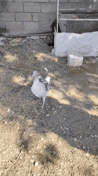 أنثى • فسفس • حقلانيه