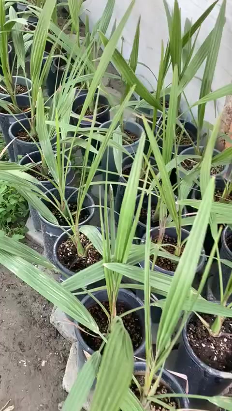 للبيع برحي نسيجي عنوان ديوانية عفج اتصال ***********
