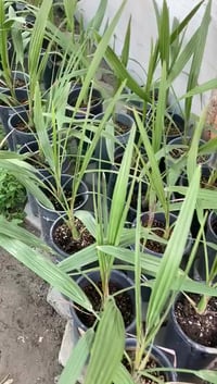 برحي نسيجي • ديوانية عفج