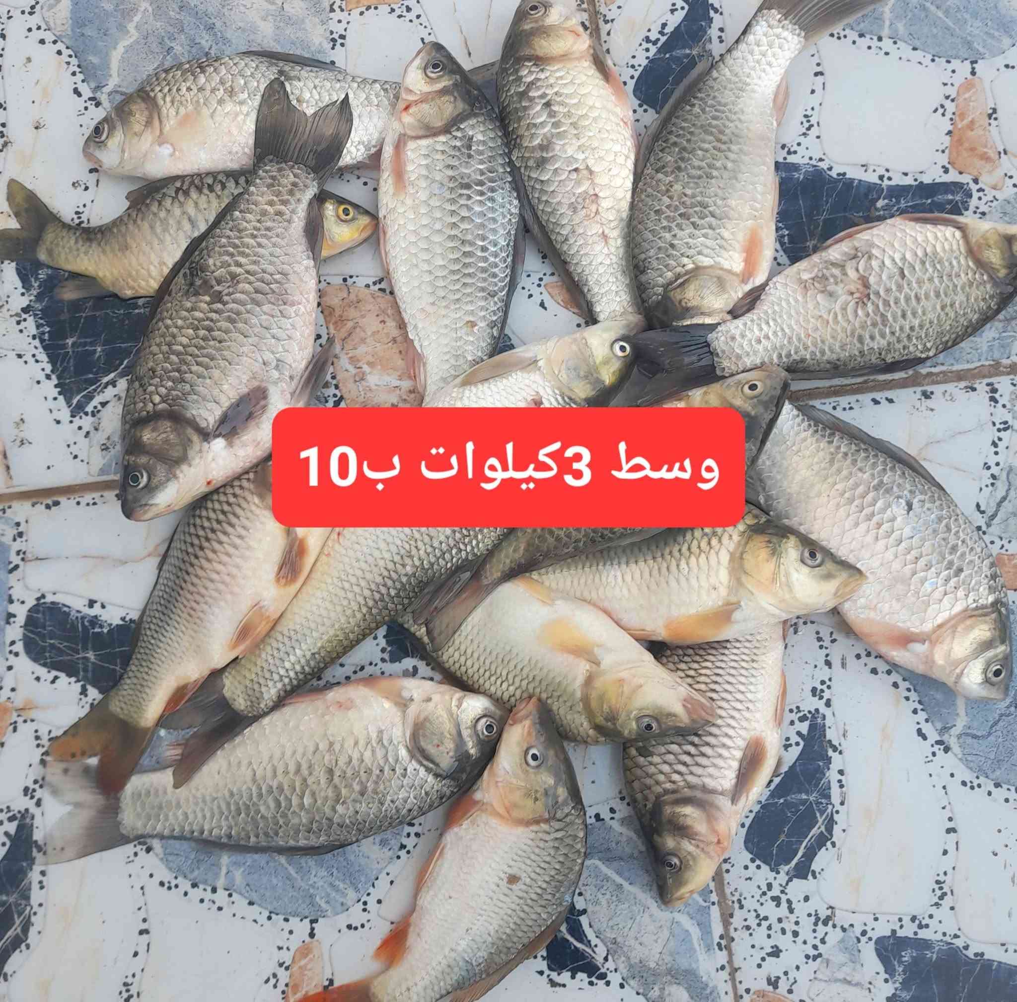 سلام عليكم يوجد سمك جديد صيد اليوم مال هسه الحجز خاص او الاتصال ع الرقم 
***********
 يوجد توصيل
