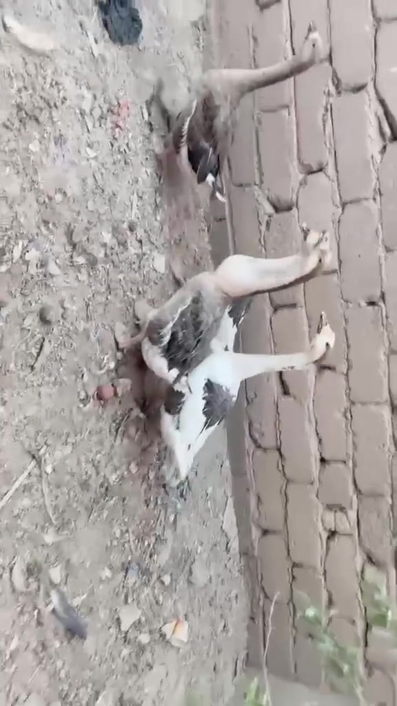 بطوط سمان مال ذبح
مفرد 30 الف الوحده
جمله 25 الف الوحده


**إذا كنت صاحب هذا الإعلان وتريد حذفه لأي سبب، رجاءا أرسل رسالة إلى الدعم الفني**