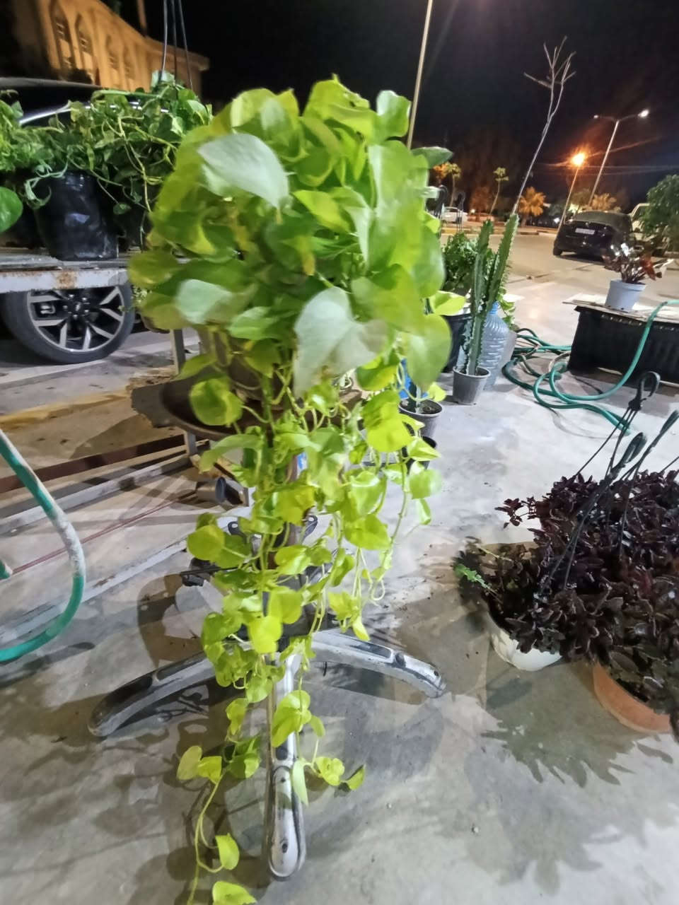 لبلاب ليموي 
8000


**إذا كنت صاحب هذا الإعلان وتريد حذفه لأي سبب، رجاءا أرسل رسالة إلى الدعم الفني**