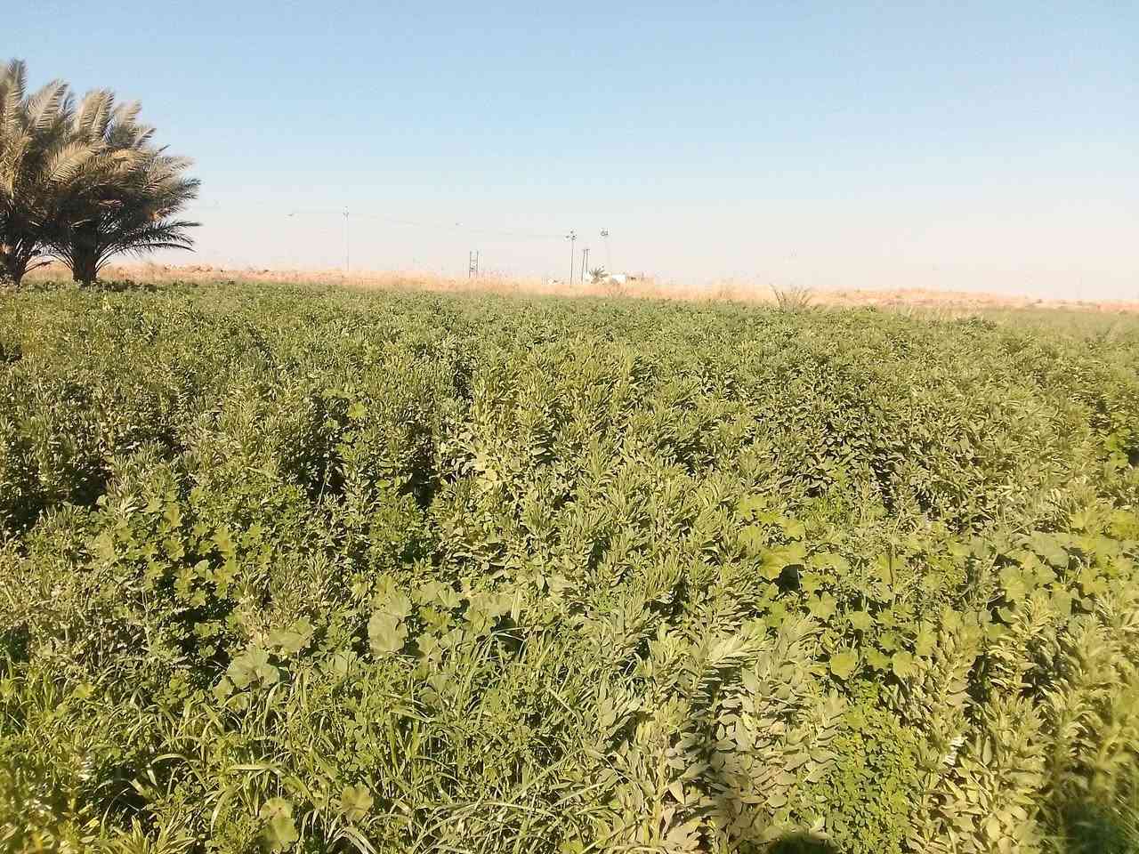 السلام عليكم 12دونم للبيع محافضت واسط النعمانيه يوجد بيه اربع بيوت و رساله مياه يتواجد المياه شتاء صيف شارع سبيس وتوفر بها محوله امكلف بل النشر للستفسار التصال علا الرقام التاليه ///***********///‏‪***********‬‏📞📞
