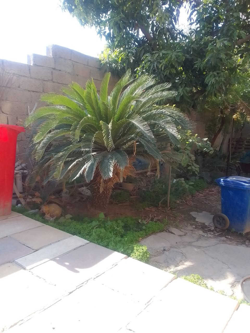 السلام عليكم سايكس للبيع عمرها ب٣٠ سنه مكاني بالحارثيه سعرها بالمشاتل مو اقل من ٥٠٠ اني ابيعها ب٢٥٠ الف جواها ٢ اصغار وشكرا


**إذا كنت صاحب هذا الإعلان وتريد حذفه لأي سبب، رجاءا أرسل رسالة إلى الدعم الفني**