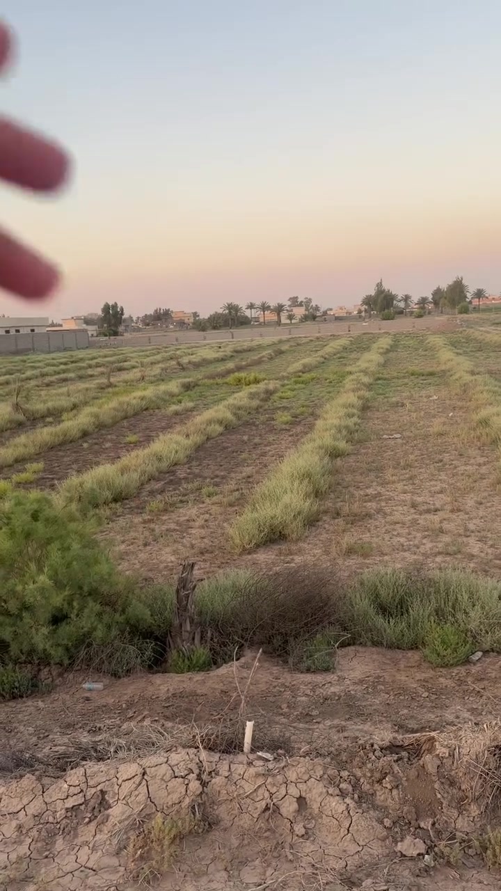 بغداد اليوسفيه القطاع الزراعي***********
