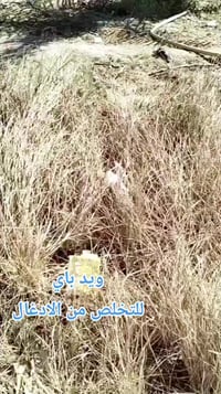 مكافحة الادغال • بداية الربيع • تنظيف الجنينة