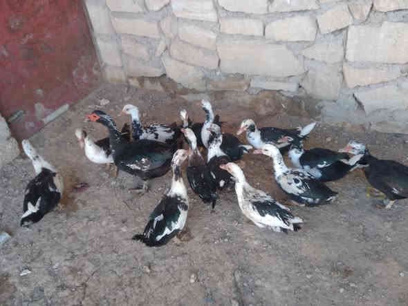 للبيع بط مصري عدد،،14 نصحات فول صحه نشاط مكان موصل جانب ايمن شراي يتصل ع رقم او يجي خاص 
***********
***********
@إشارة 
#الجميع
