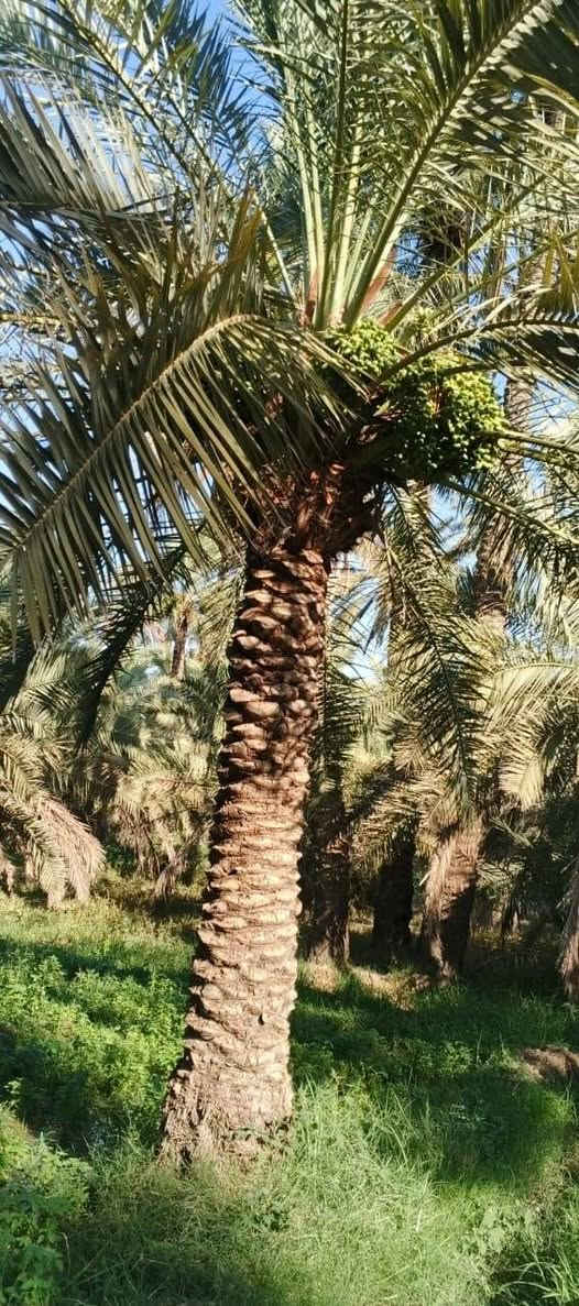 ارض زراعية بيوت 2 ماحصير 2 ذي قار قلعة سكر قرية الخماس
للاستفسار ***********
اسيا ***********
