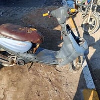 منغولي • شاصي مكفول • بيها مجال