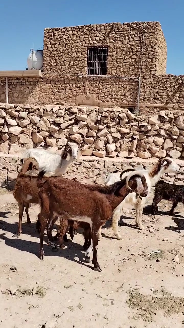 5معزه مطافيل سن وشطر بيهن وحده ام توم معز مال مجنوي  شرط نصاح سعر زوج 550 اي استفسار اتصل علا رقم *********** مكانه حديثه .الخفاجيه
