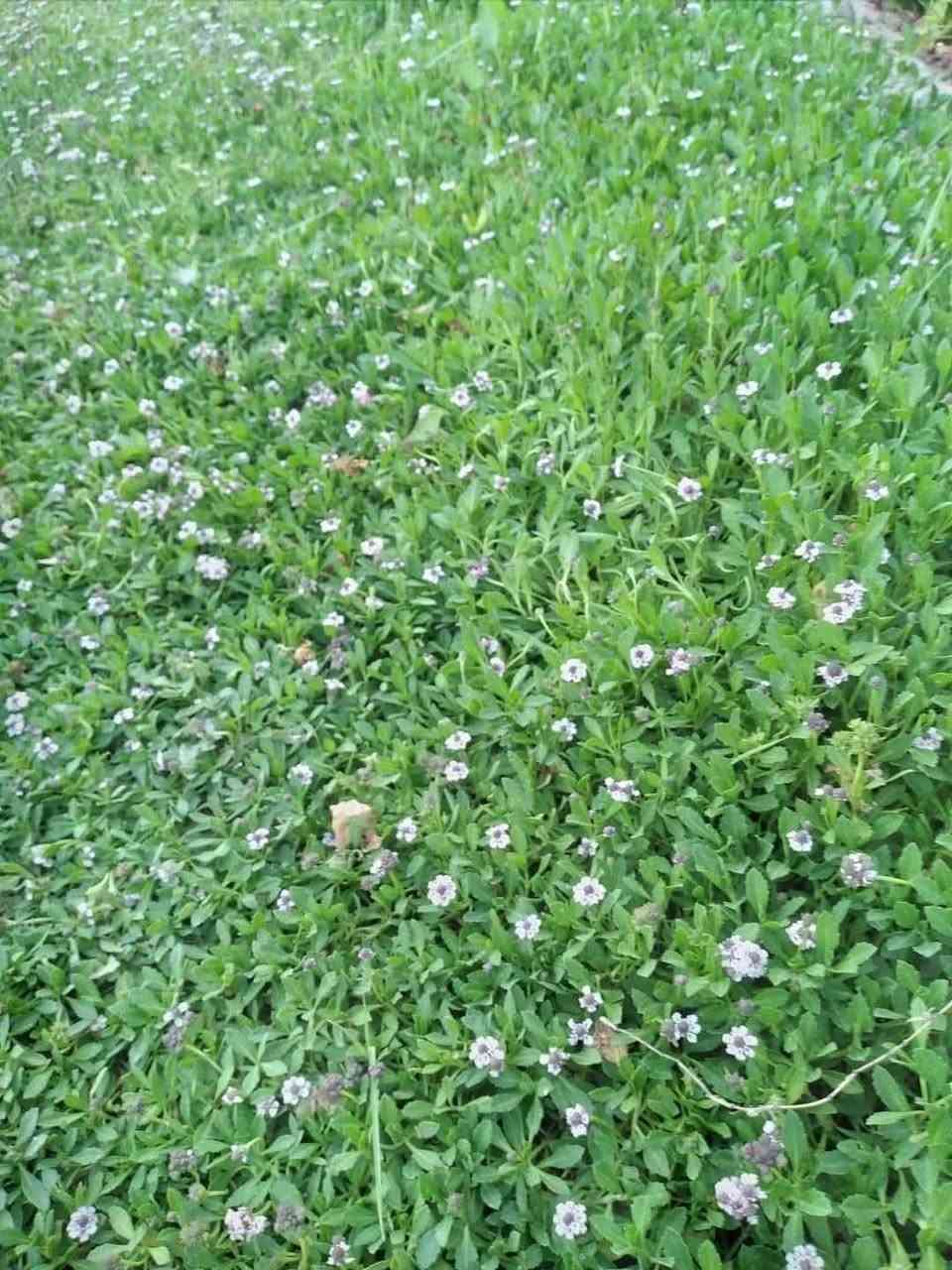 #الاسعار يمنه صارت تنافسية  🔥
#متوفر كافة انواع الثيل  الطبيعي
الثيل الامريكي 🌳 الثيل الهندي 🌲 الثيل الايطالي  🌿 ثيل فرنسي🌱 ثيل  
#تجهيز...👇👇👇 
مشاتل 🌴 ملاعب 🏟️🏟️ دوائر حكوميه 🏦 منازل🏘️ منتزهات 🎢 جزرات 🛣️
#اسعار خاصه 
🚚🚛 موجود خدمة توصيل (مجاني)
#للطلب التواصل مع الصفحة أو تصال على رقم 
ويوجد وتساب علا هاذا الرقم(***********)
