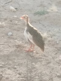 قبج • طيور • حيوانات اليفة • طيور زينة • حجل • 3 اشهر