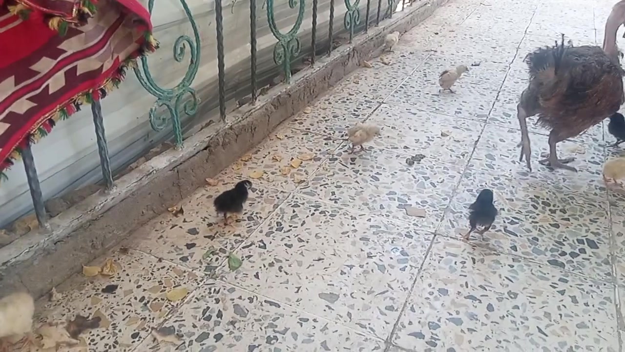 دجاجه ام ركيبه جواها 9 افراخ للبيع قيم وخذ


**إذا كنت صاحب هذا الإعلان وتريد حذفه لأي سبب، رجاءا أرسل رسالة إلى الدعم الفني**