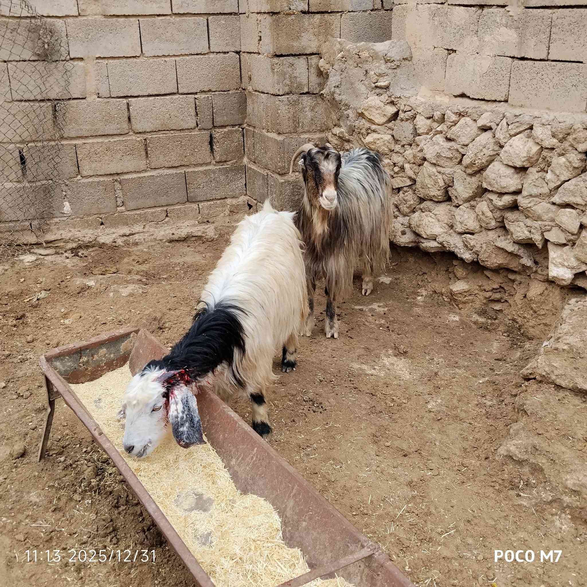 سلام عليكم اخوان متاح معزه 2 حيل مال لحم سمان شرط النصاح والعدال وعلى كل عيب سن وشطر سعر الزوج 525 الف العنوان الانبار حديثة بروانه الاستفسار على الرقم ***********
