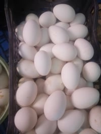 بيض بط • ٥٠ بيضة • طريق الحصوه دايره