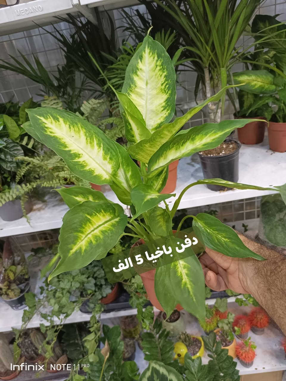 وجبة جديده من نباتات ضلية...الانبار الرمادي العزيزية مكان الجديد...من جهة شارع العام خلف مجمع برج المسك شارع ميسلون  اول فرع على اليمين *********** ... يوجد توصيل داخل الرمادي...
