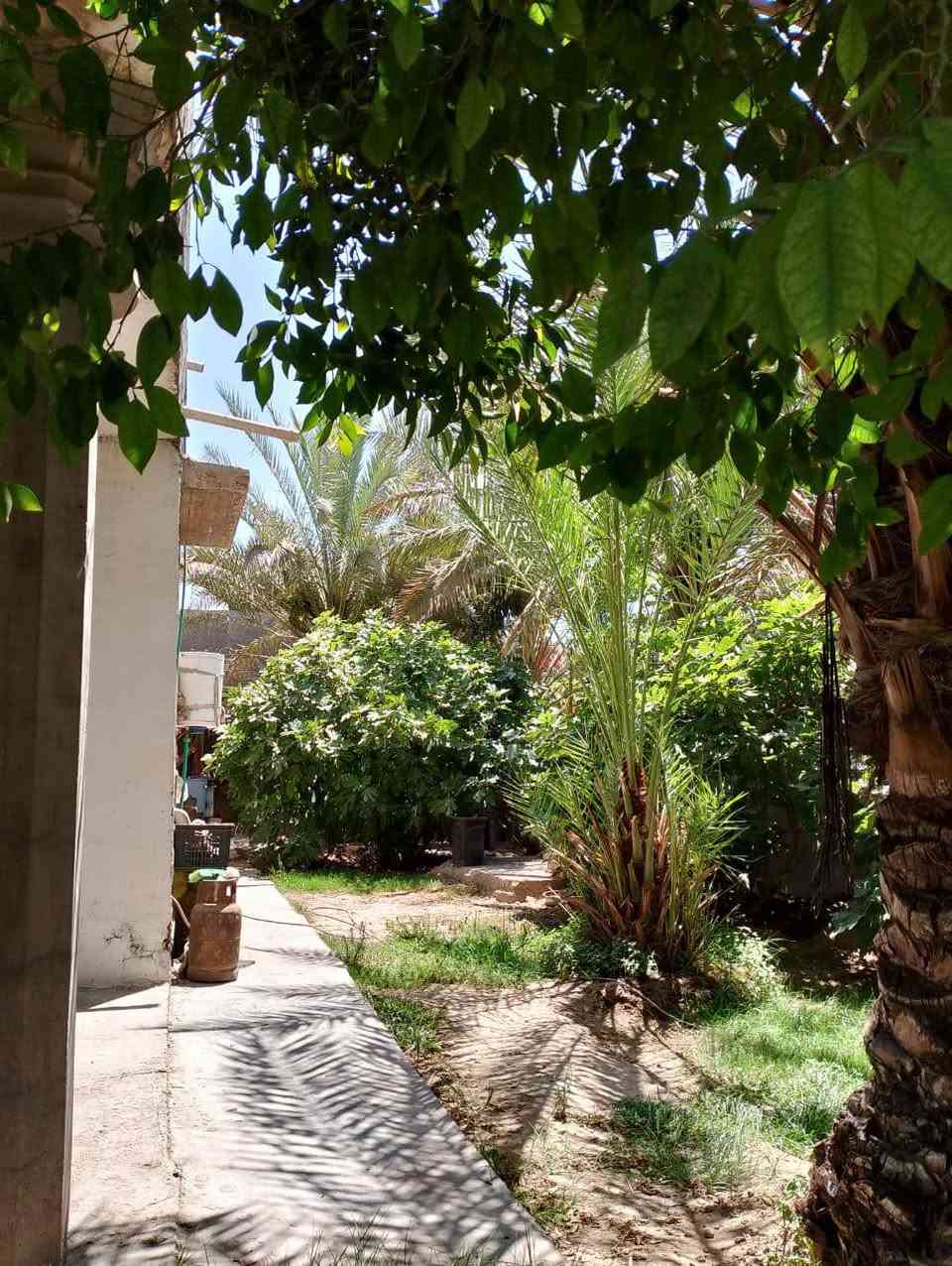 دار للبيع ..الجنس سند25 زراعي
فرصة خاصة لخدمة الحسين الي يحب يخدم كل ايام الزيارات بصف الشارع وخير من الله مساحته...

في البو شناوة المساحة 1000 متر يبعد عن الشارع الرئيسي حله ديوانية 50 متر فقط بيت كامل حديقة من كل جهاته 

جيران ذهب واصلا البو شناوة من المناطق الهادئة ومرتبين ناسها الشهاده للله..خدمات فووول من كل شيء مولد شارع مدارس اسواق ماء الإسالة فوول تبليط كل شيء درجة اولى ..

بيت الاخ ابو عباس قرب برج الاتصالات الي عل شارع. الحلة ديوانية..للمعلومات ابنك يروح للجامعة 500 دينار يركب 

يروح السوك الحله ب500 دينار يركب يروح للأطباء كذلك ب500 دينار يعني خدمات النقل اسهل وابسط مايكون تصير عندك تمطر ماتمطر انت بصف الشارع. فرصة حقيقة تملك هيج بيت ...للمعلومات أكثر الاتصال على الرقم

 *********** أبو عباس

210 وبي مجال
