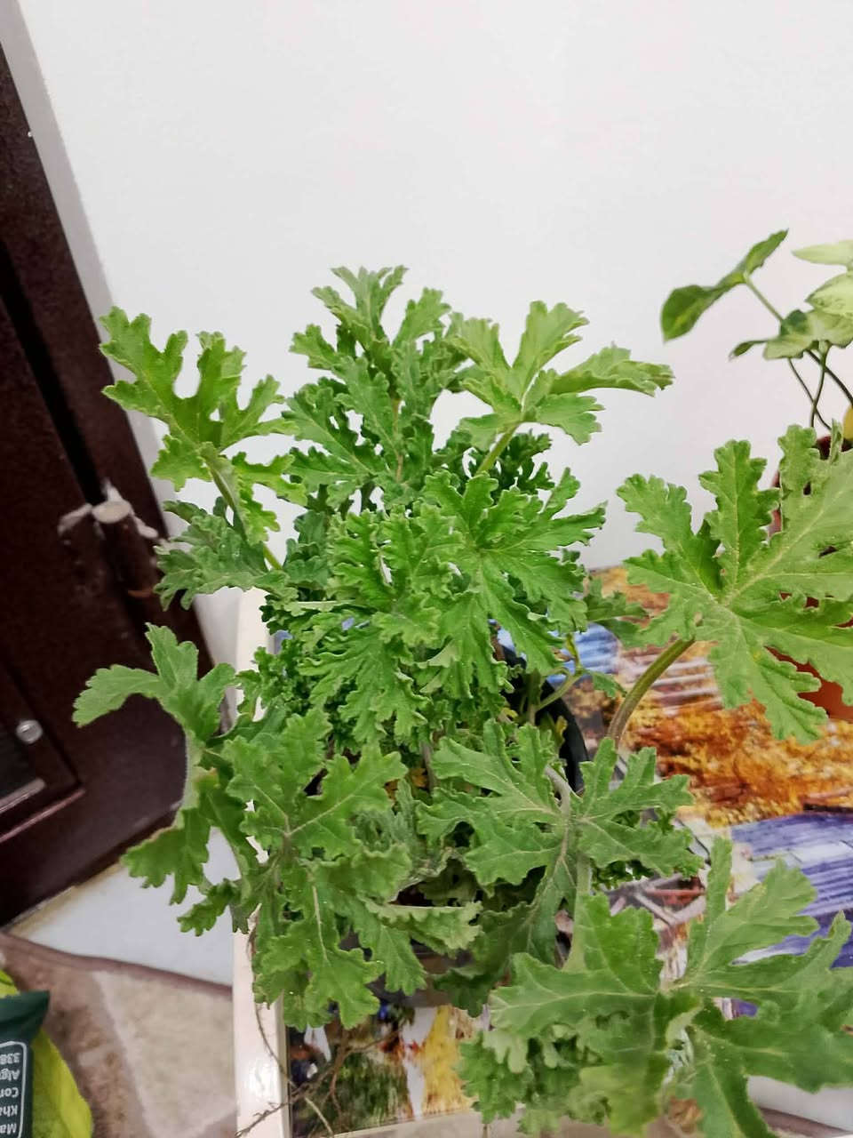 نباتات والاسعار كلها ع الفين بس ...والتوصيل لحد باب بيتك


**إذا كنت صاحب هذا الإعلان وتريد حذفه لأي سبب، رجاءا أرسل رسالة إلى الدعم الفني**