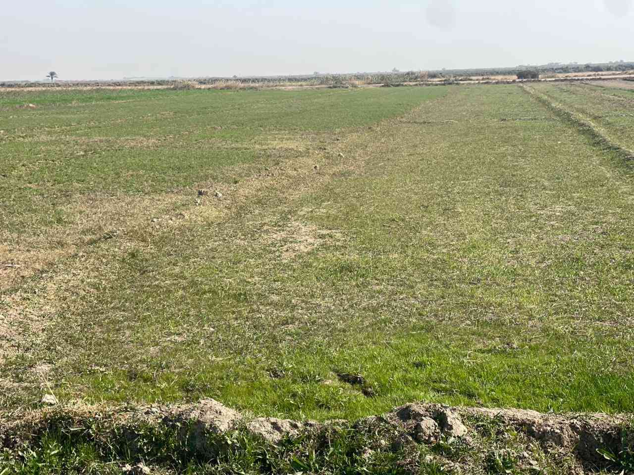 السلام عليكم ورحمة الله
ارض زراعيه للبيع المساحه 10 دونم طابو سند ٢٥ 

تحويل مباشر تتوفر جميع الخدمات اساله كهرباء 

ماء سقي صيف شتاء تبعد عن الشارع الرئيسي ٣٠٠م

وجه الارض 180 م والنزال 220 تنباع تقطيع حسب 

المكان الصويره سعر الدونم 12 مليون وبيها مجال 

للاستفسار *********** /. ***********
