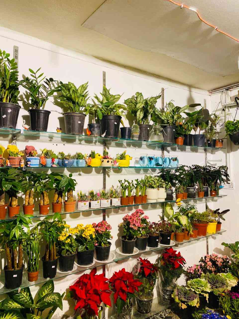 على بركه الله تم وصول وجبه نباتات طبيعيه شي جديد وممطروق 🥰


**إذا كنت صاحب هذا الإعلان وتريد حذفه لأي سبب، رجاءا أرسل رسالة إلى الدعم الفني**