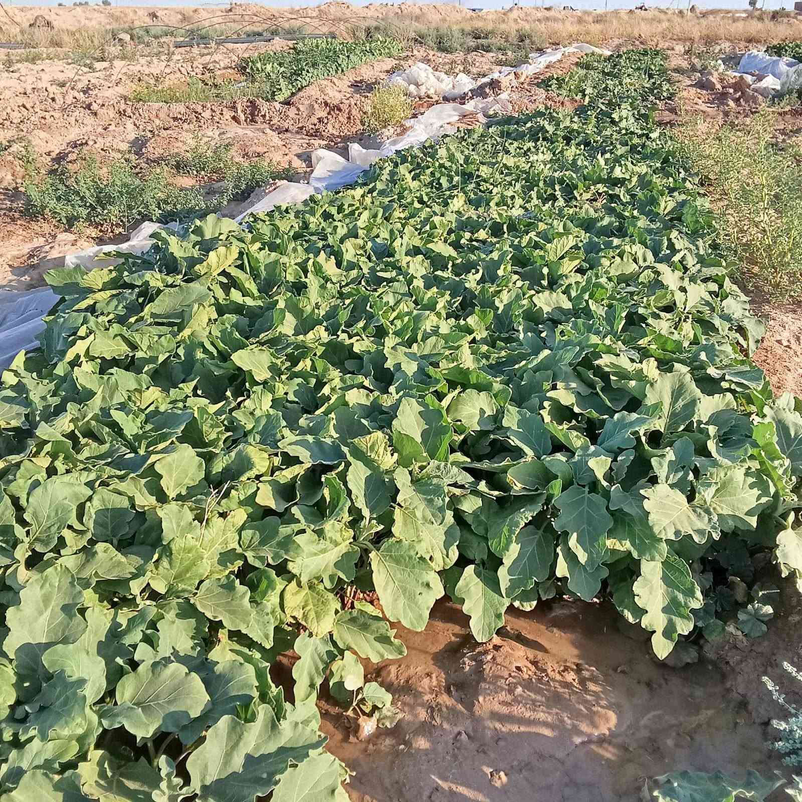 دوايه بيتنجان سوري ابو عذج فول مكفول 
سعر وحده 100 وبيها مجال خير وبركه 
لستفسار : ‭٠٧٨٢ ٤٢٥ ٢١٦٥‬
اكو توصيل جميع محافظات
