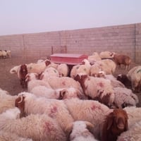 أضاحي • عيد الأضحى • الرمادي