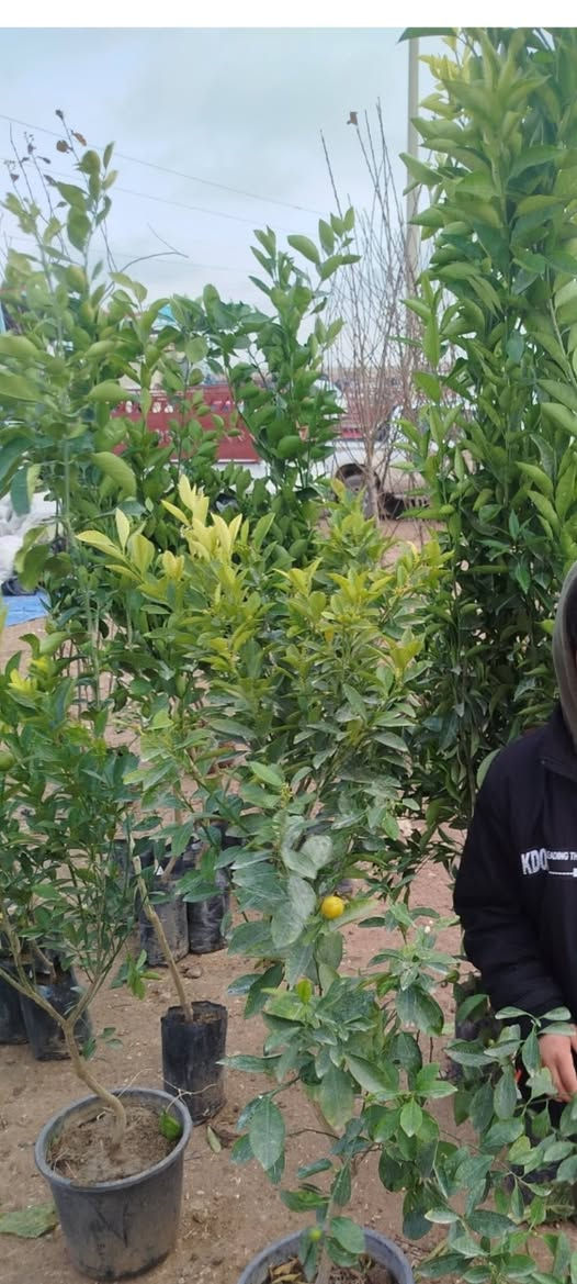 السلام عليكم
متوفر انواع اشجار الحمضيات 
وأشجار  الفواكه 
ورود زينة 
اتصال.    ***********
واتساب ***********
