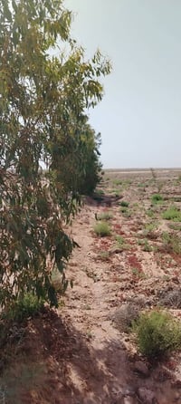 الرهيمه النجف • ٧٠ دونم • ١٦٠ نخلة